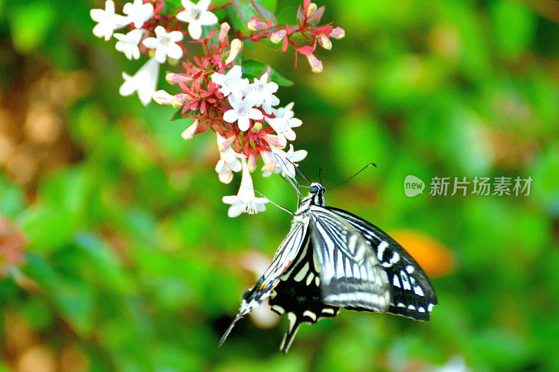 蝴蝶/燕尾蝶和桔梗花